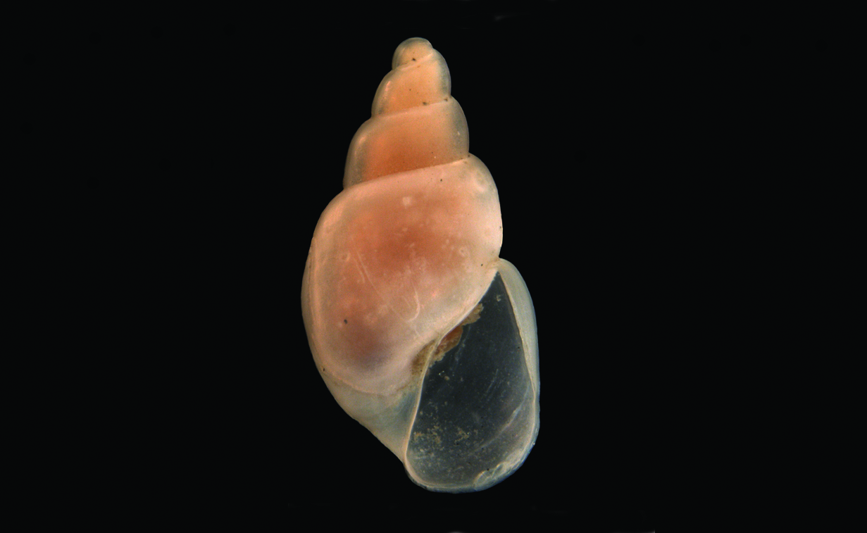 Snegler: Toledonia limnaeoides.