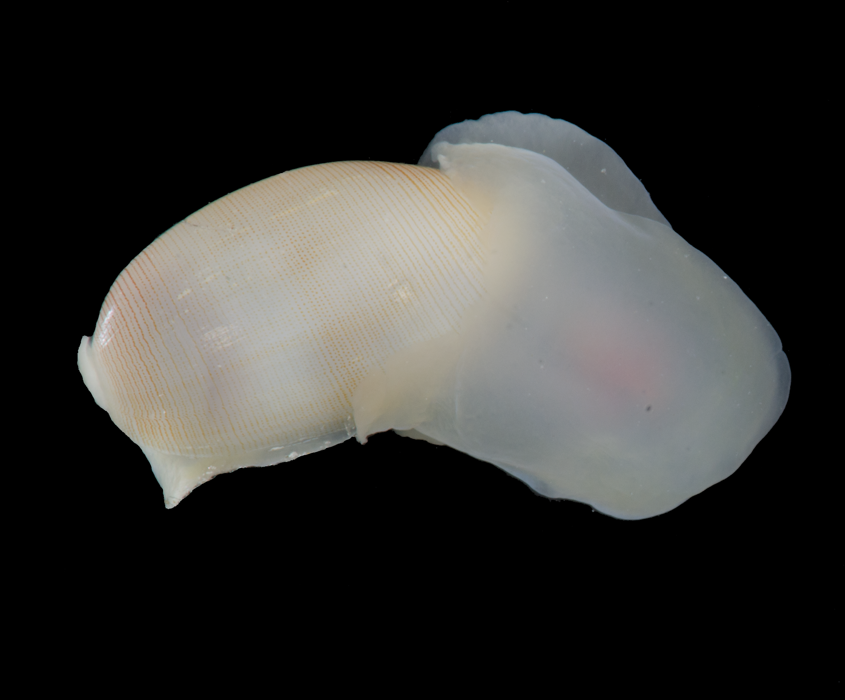 Snegler: Roxania utriculus.