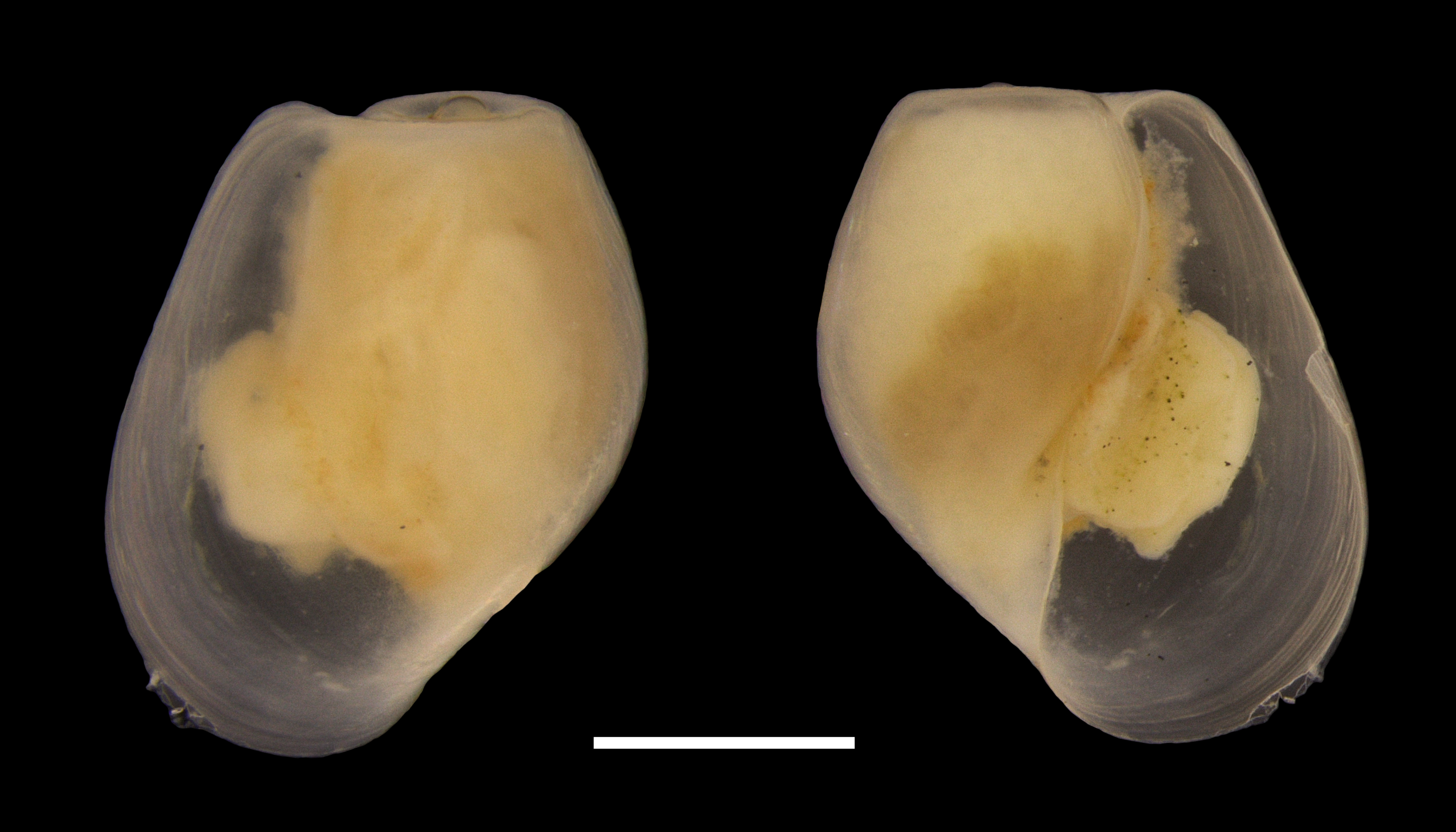 Snegler: Diaphana minuta.