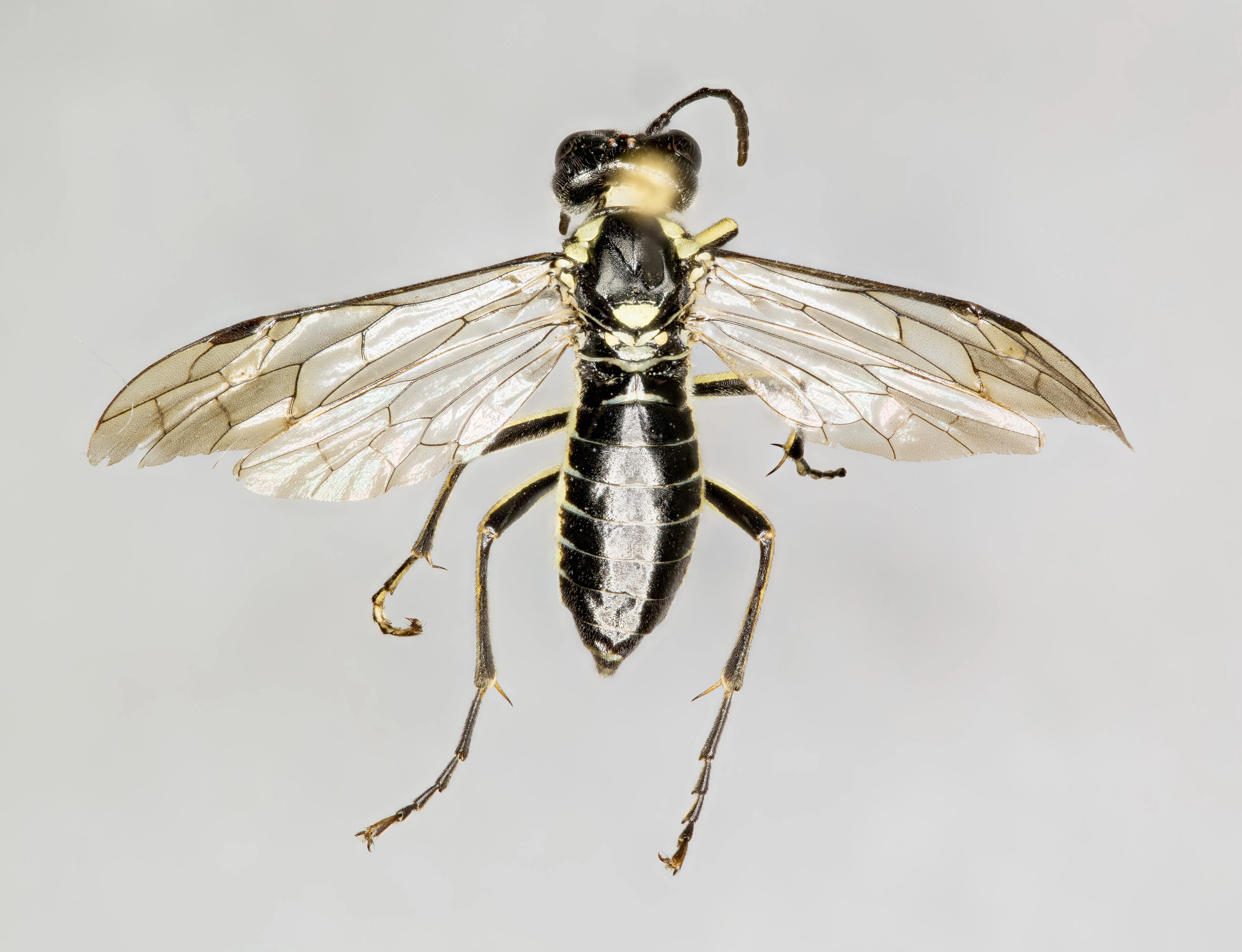 : Tenthredo obsoleta.