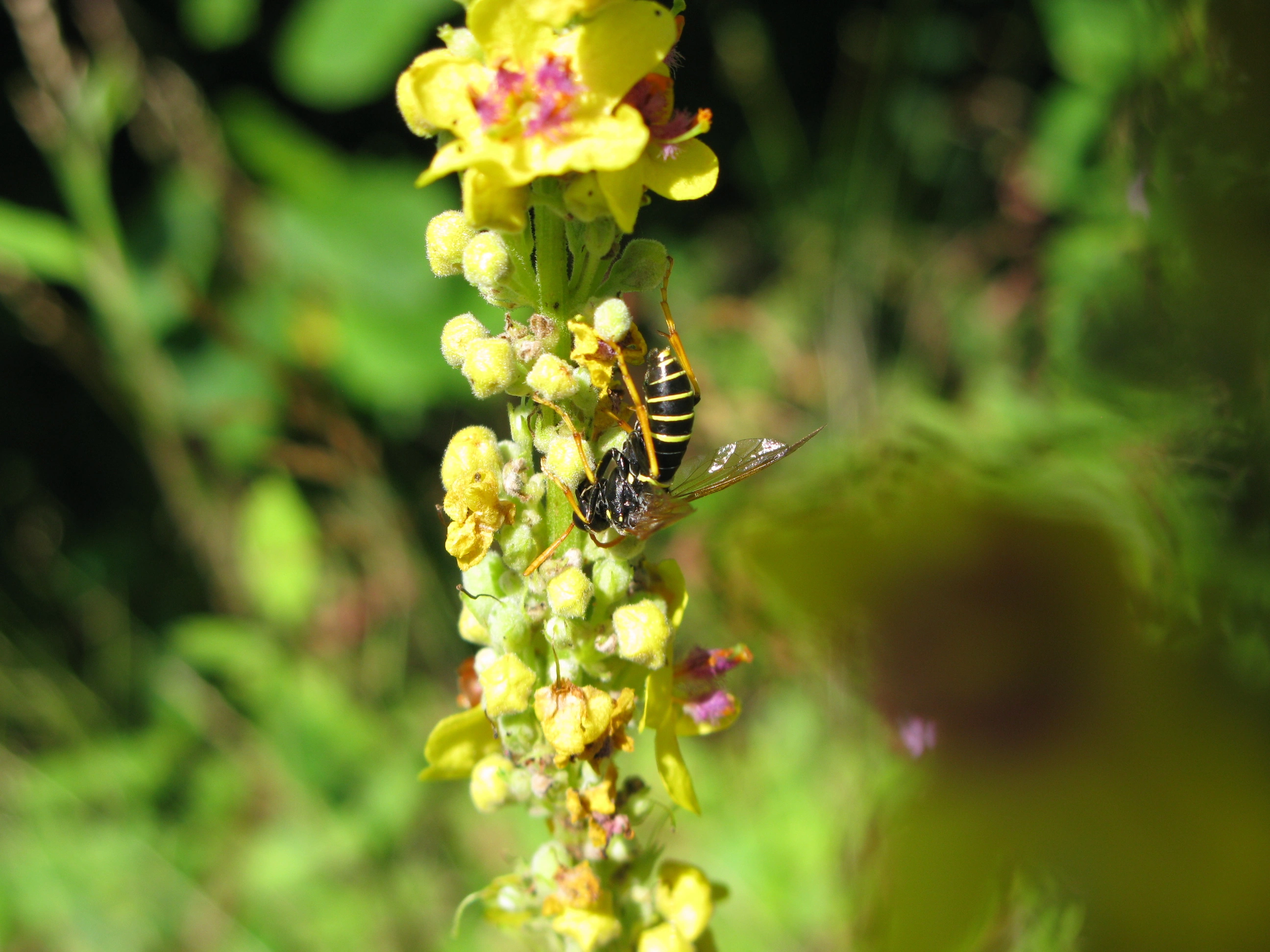 Vepser: Tenthredo scrophulariae.