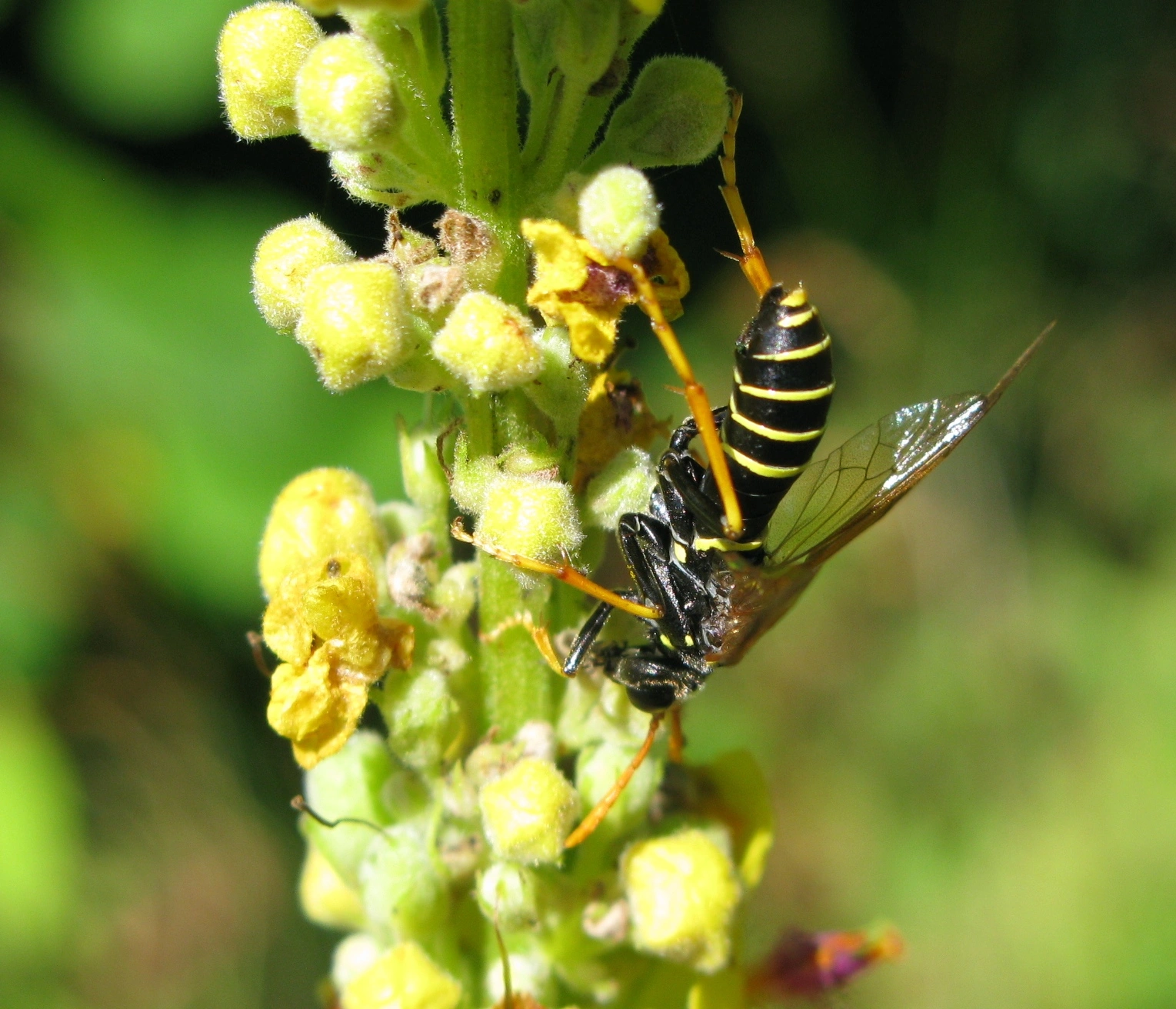 Vepser: Tenthredo scrophulariae.