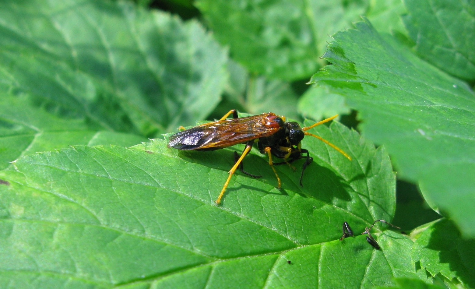 : Tenthredo campestris.