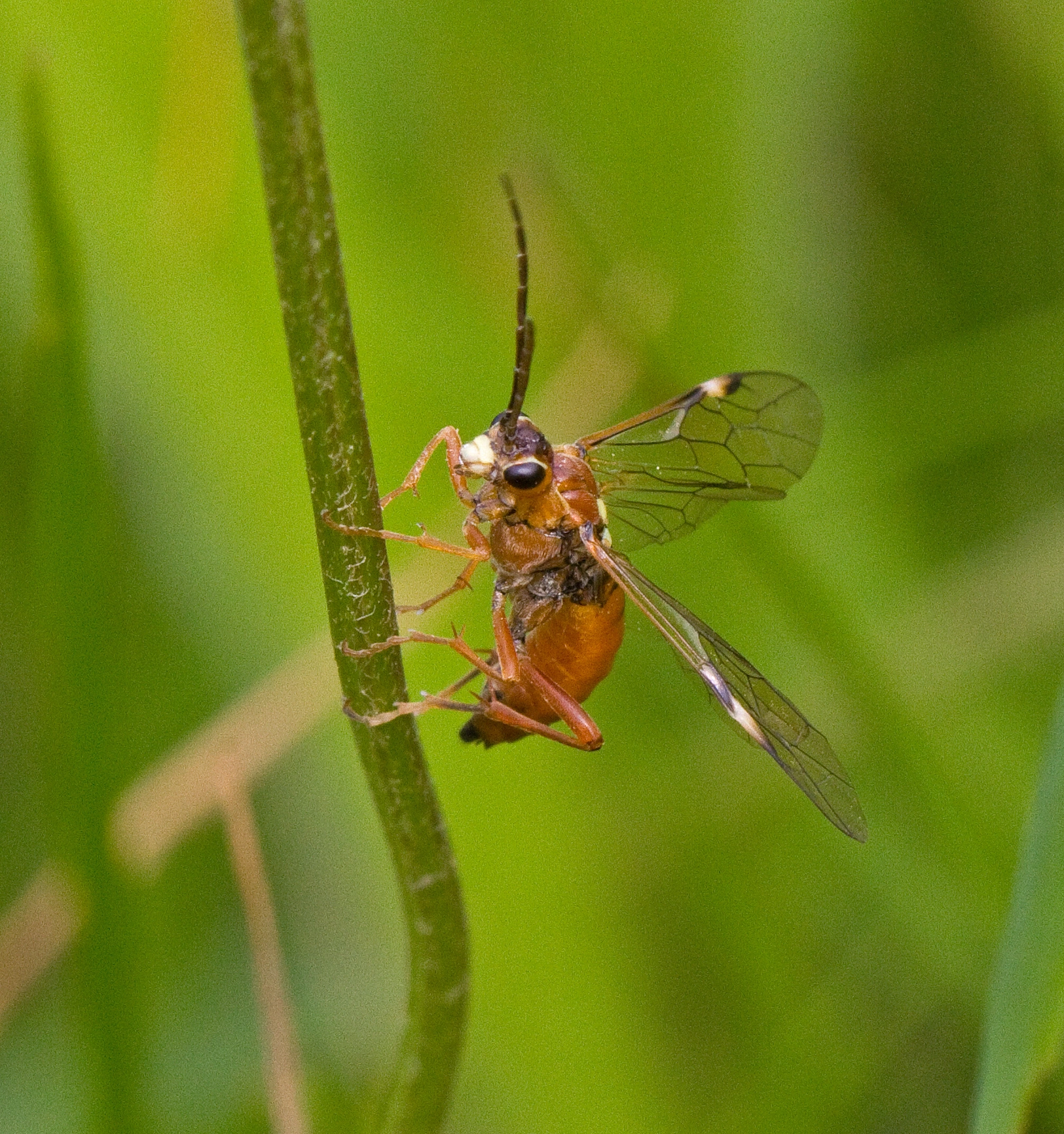 Bladvepser: Tenthredopsis nassata.