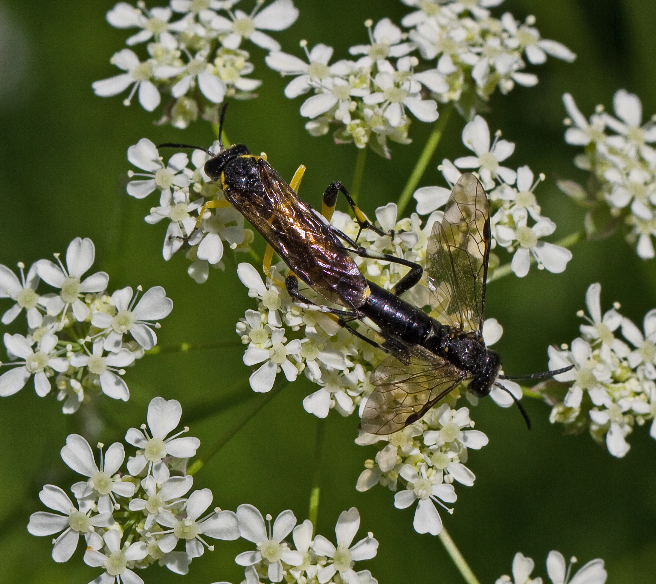 Bladvepser: Macrophya montana.