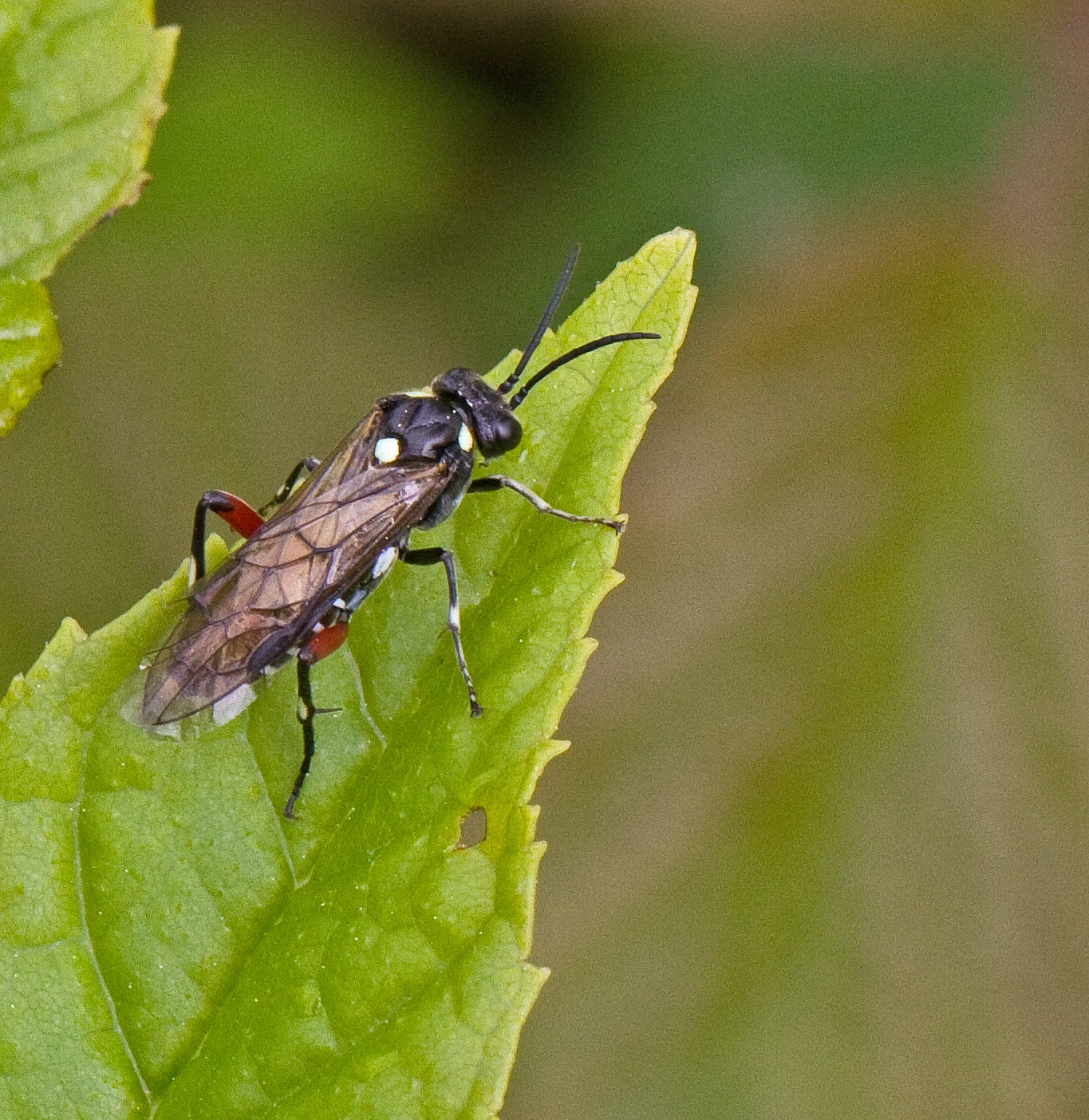 Bladvepser: Macrophya punctumalbum.