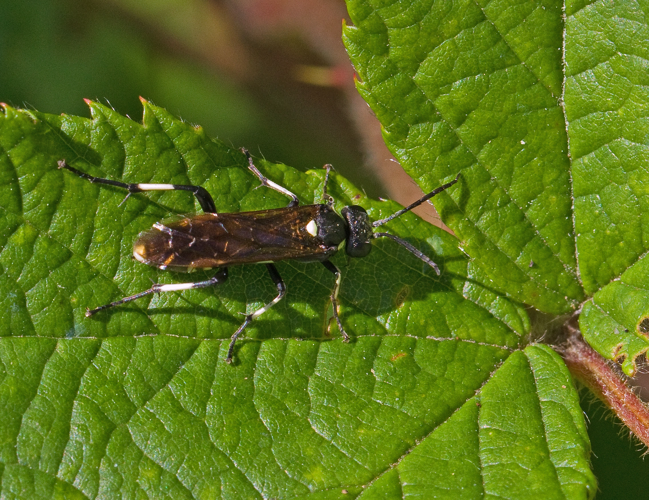 : Macrophya duodecimpunctata.