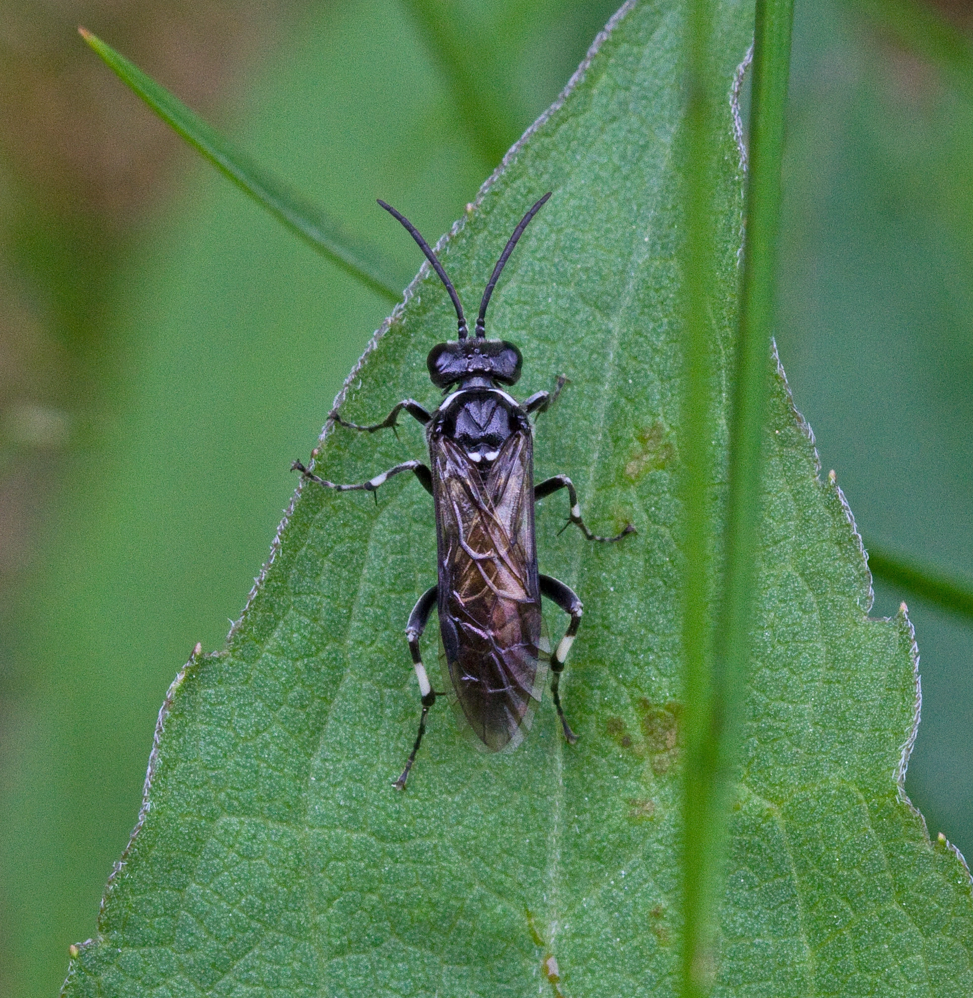 Bladvepser: Macrophya albicincta.