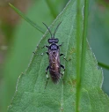 Bladvepser: Macrophya albicincta.