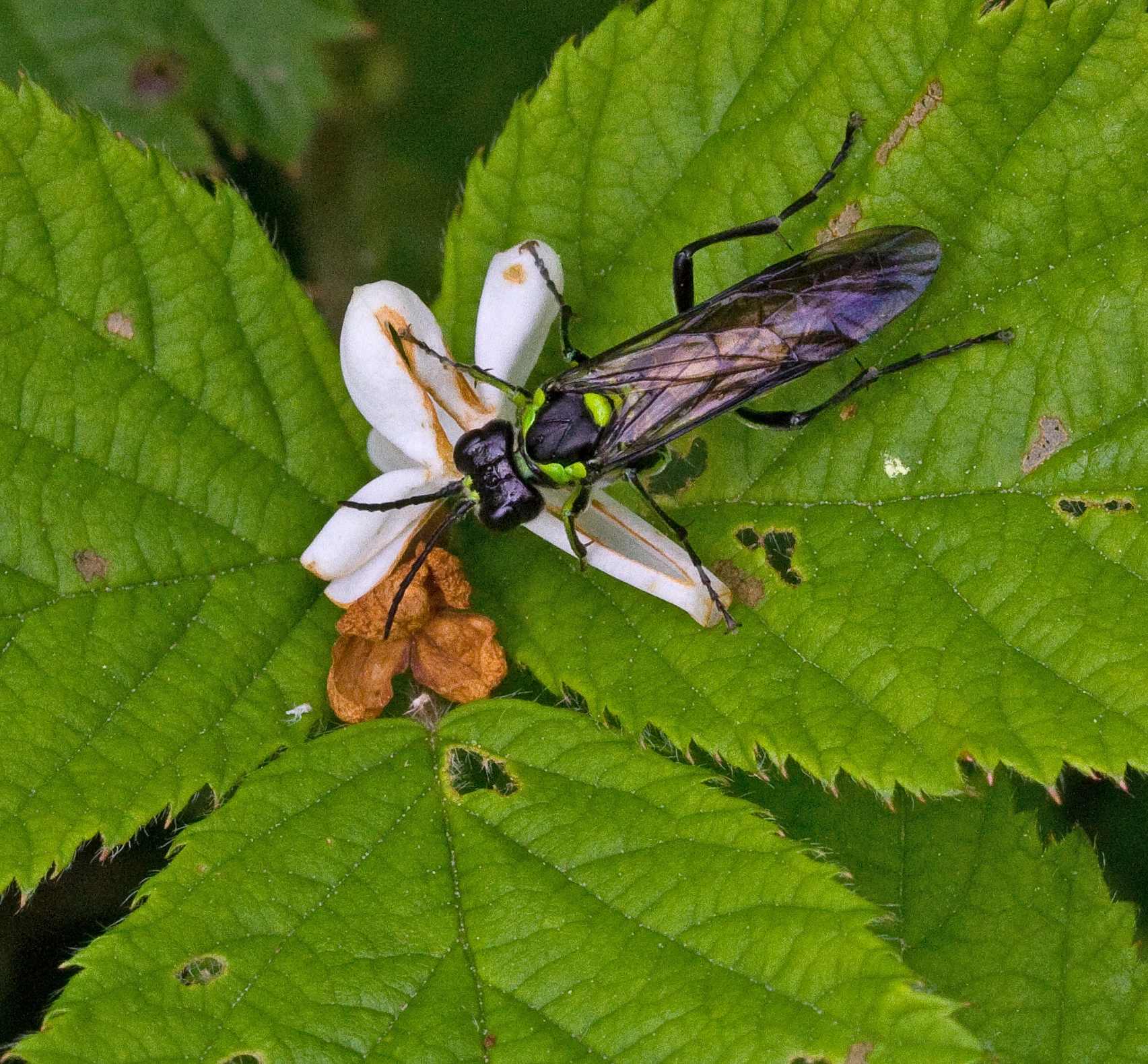 Bladvepser: Tenthredo (Eurogaster) mesomela.