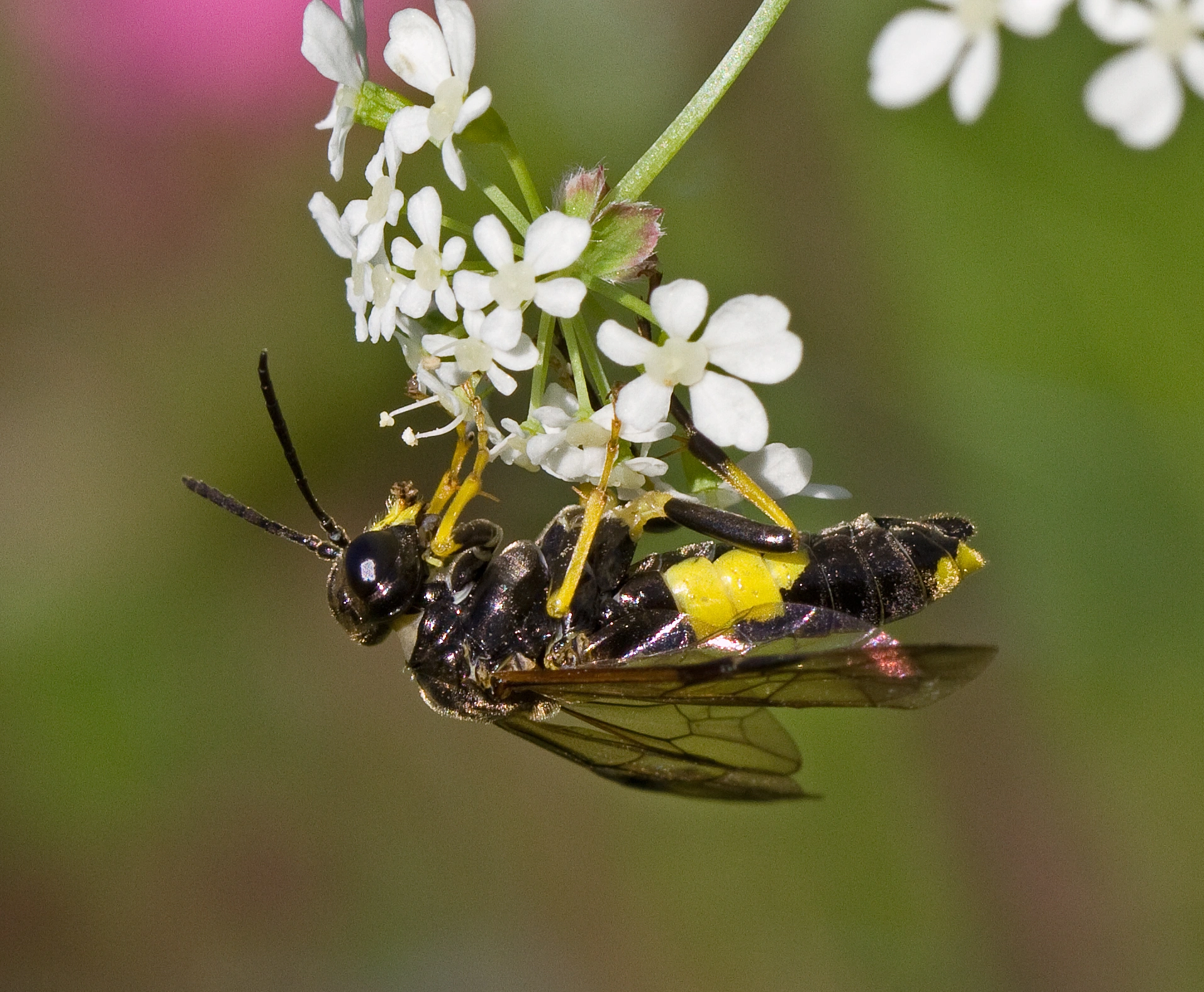 Plantevepser: Tenthredo temula.