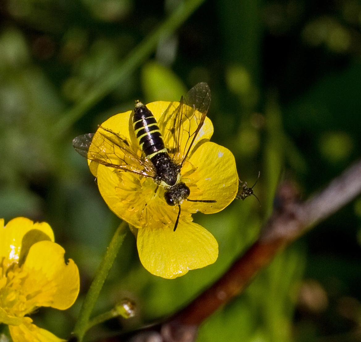 Bladvepser: Tenthredo notha.