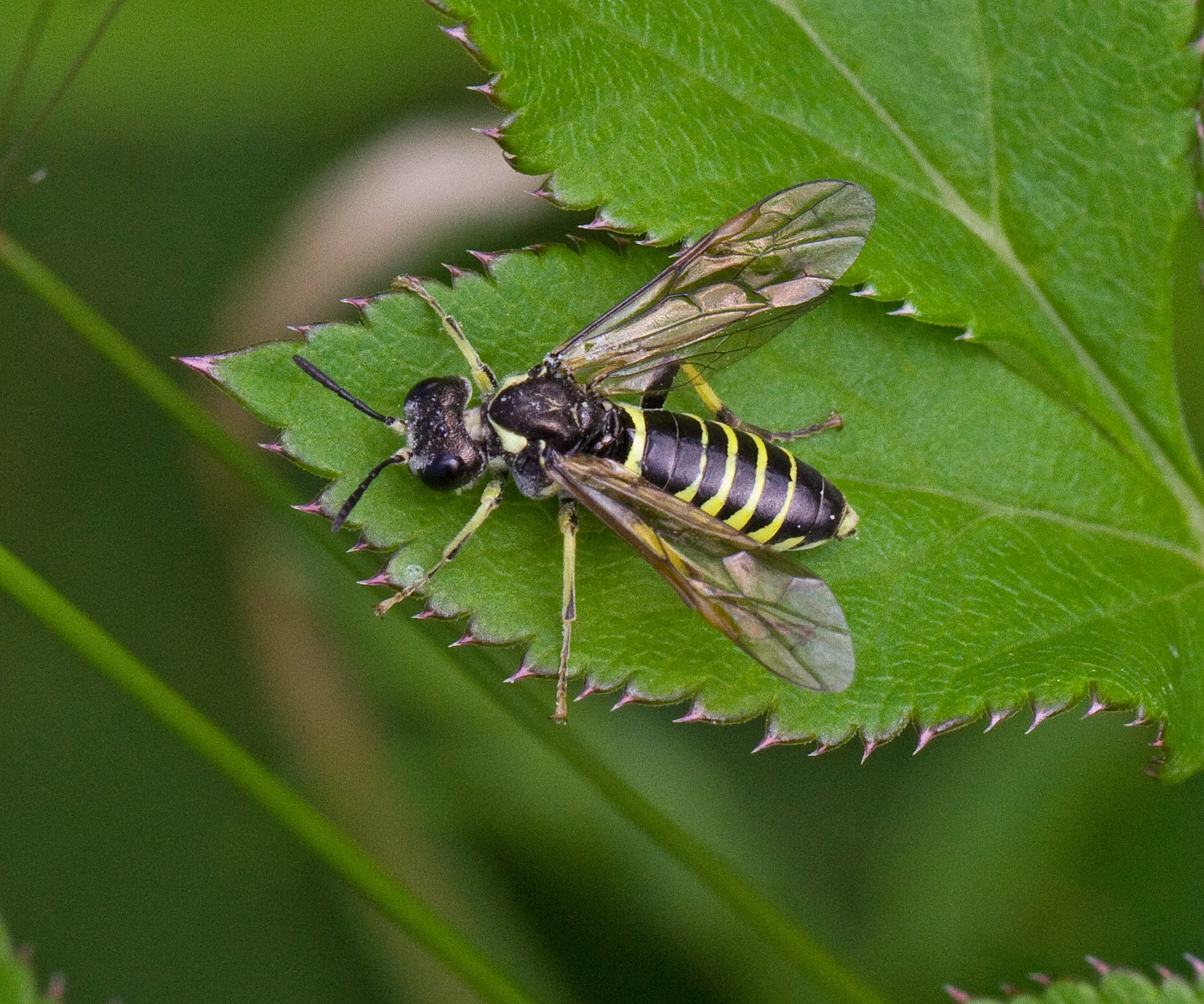 Bladvepser: Tenthredo notha.