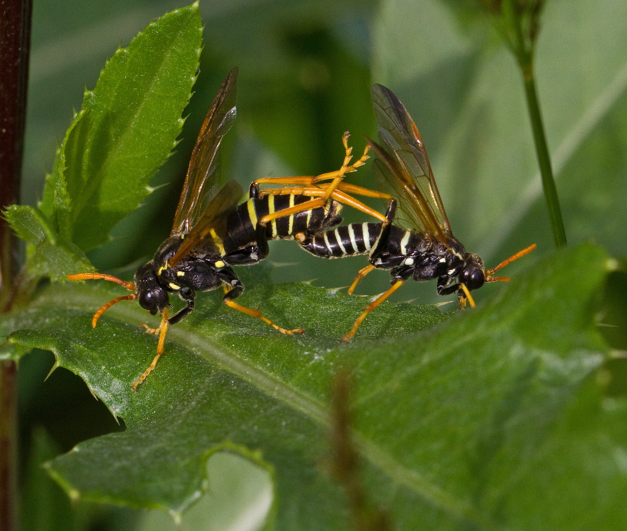 Plantevepser: Tenthredo scrophulariae.