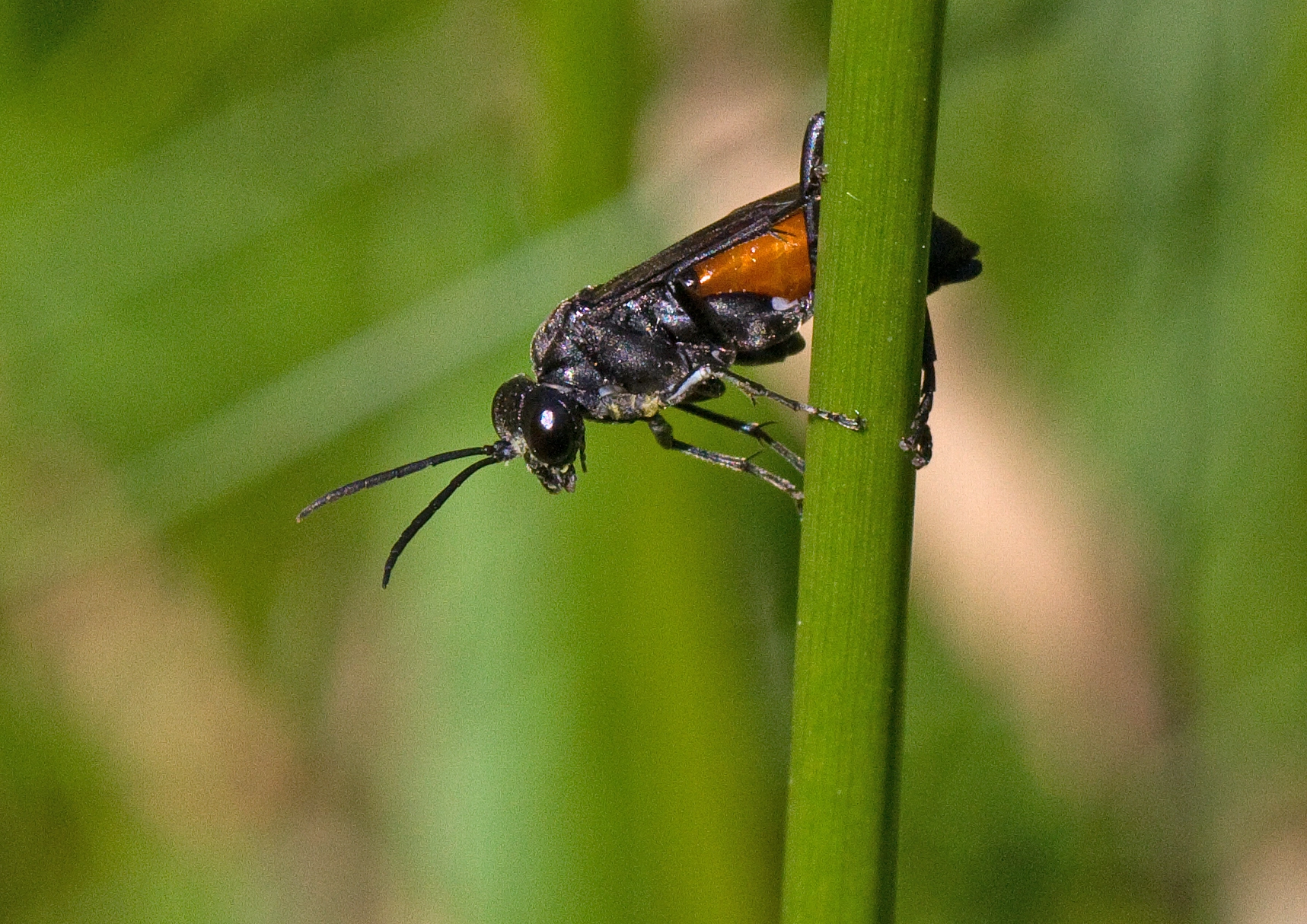 Bladvepser: Macrophya annulata.