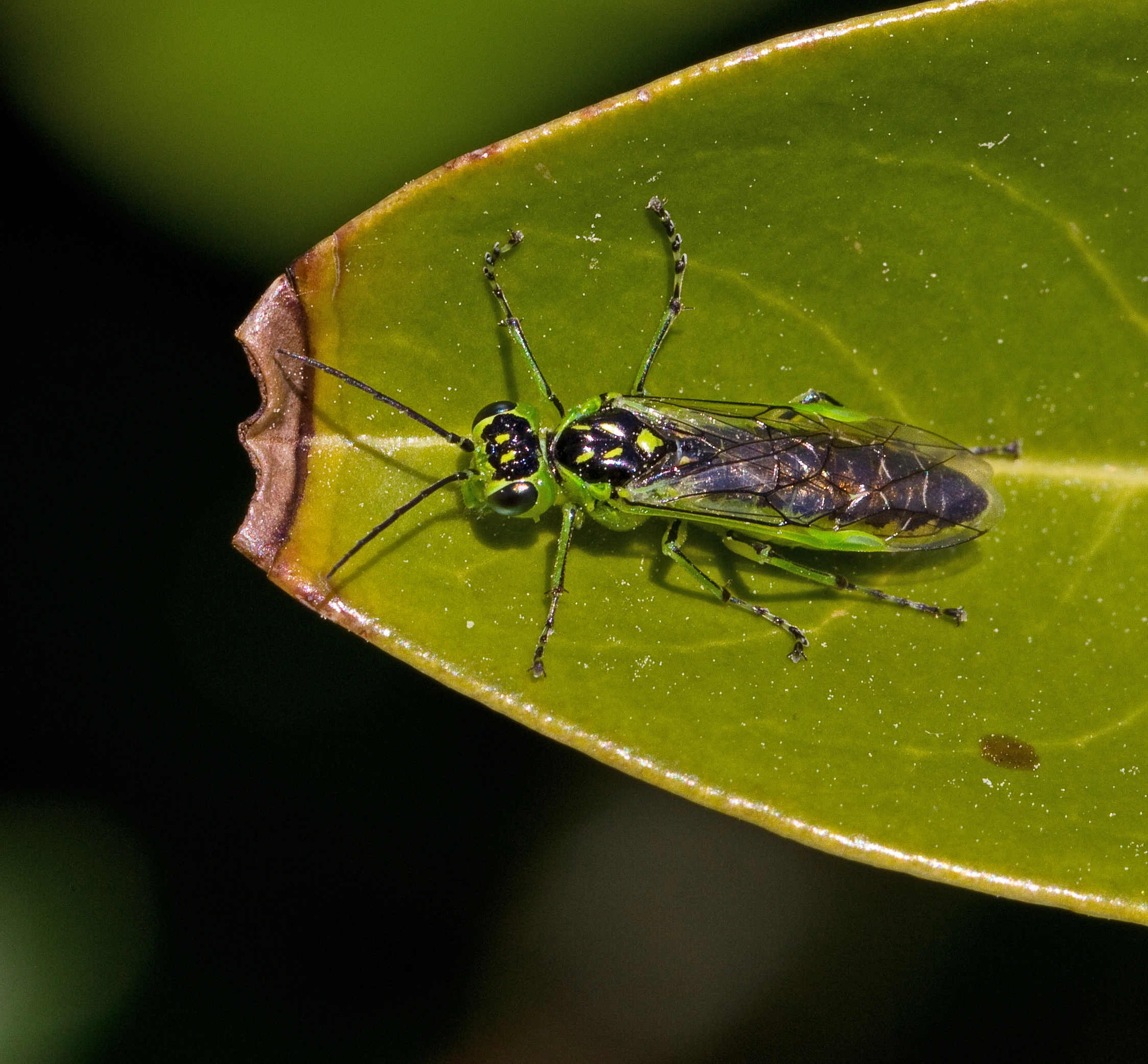 : Rhogogaster scalaris.