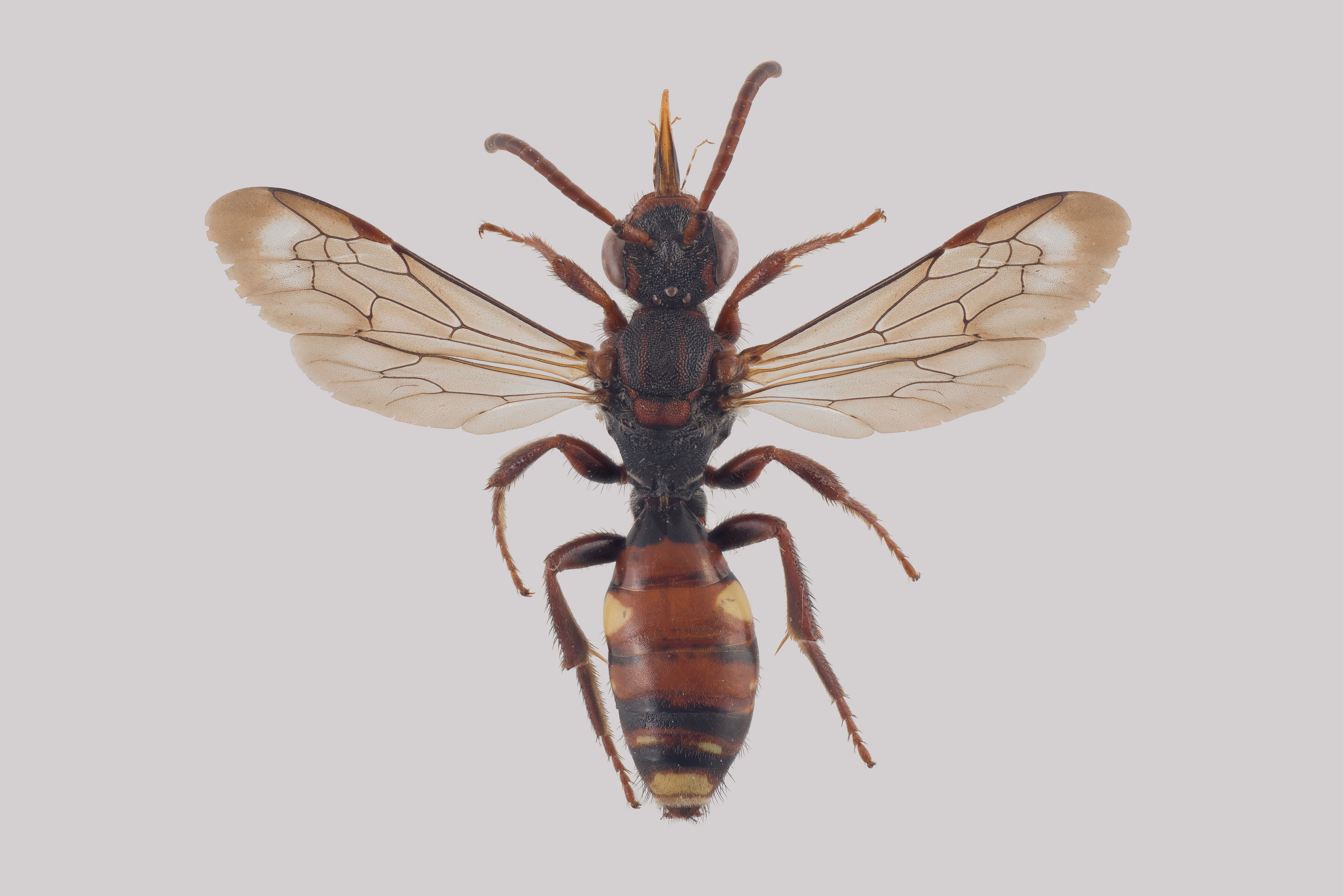 : Nomada glabella.