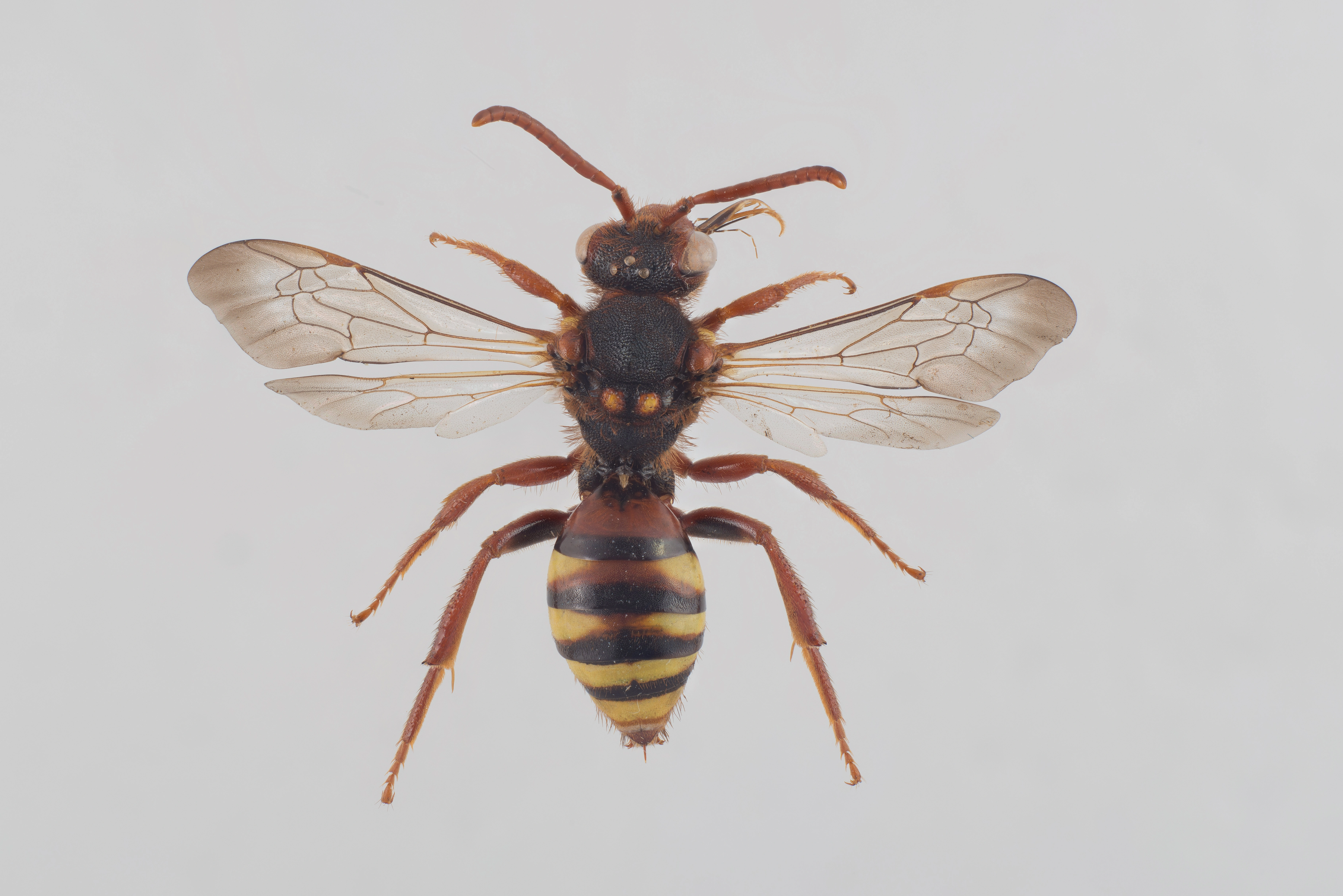 : Nomada lathburiana.