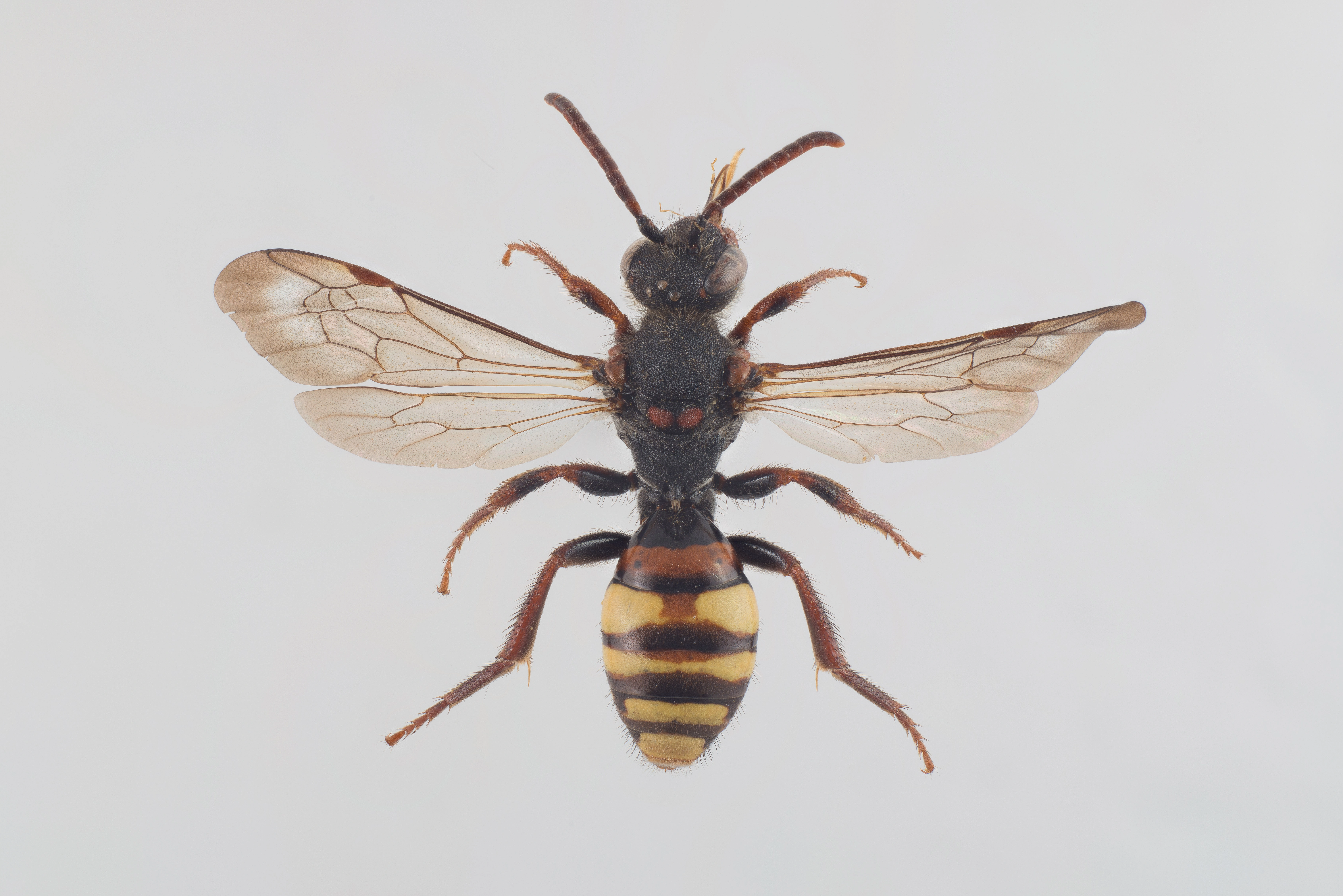 : Nomada leucophthalma.