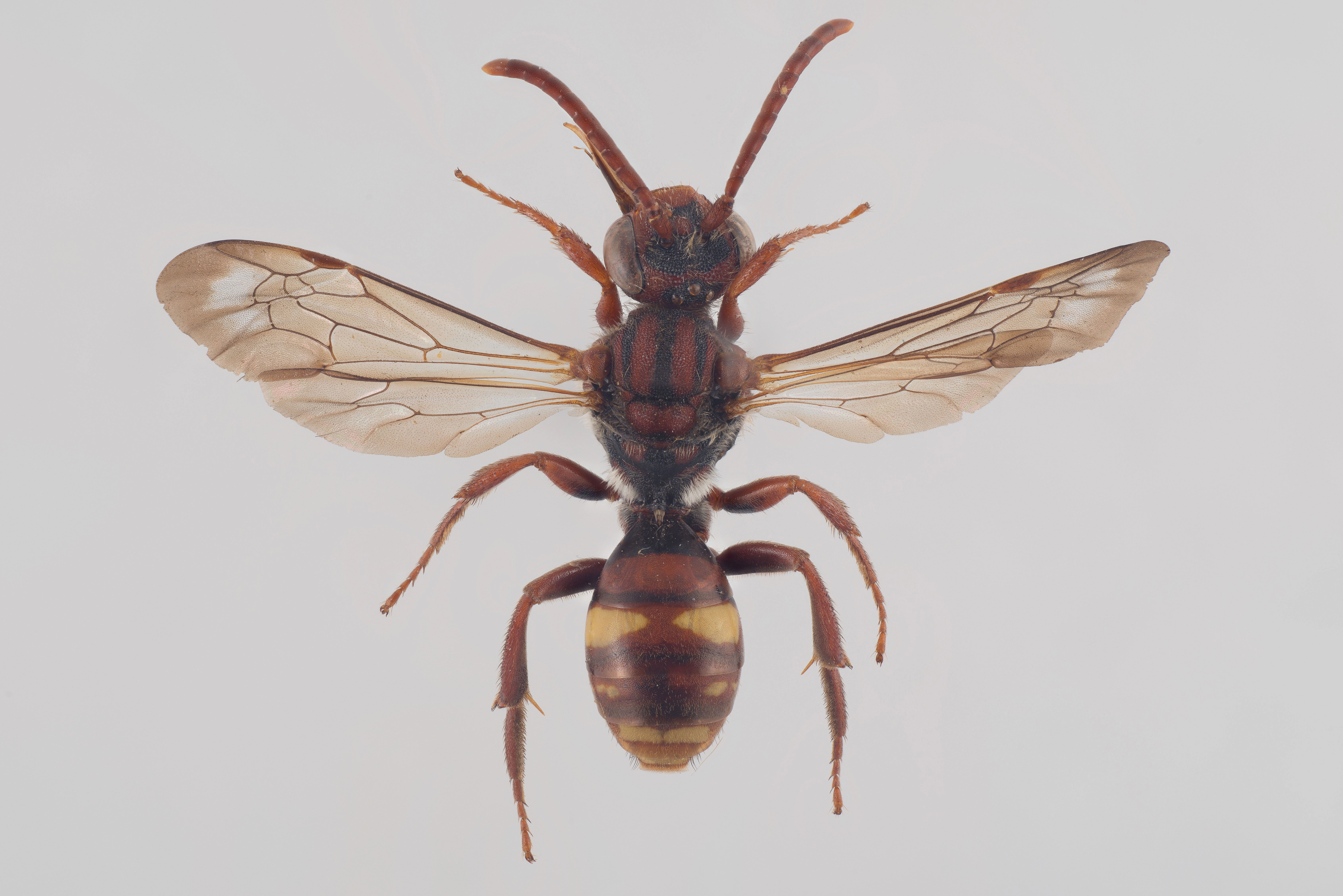 : Nomada ruficornis.