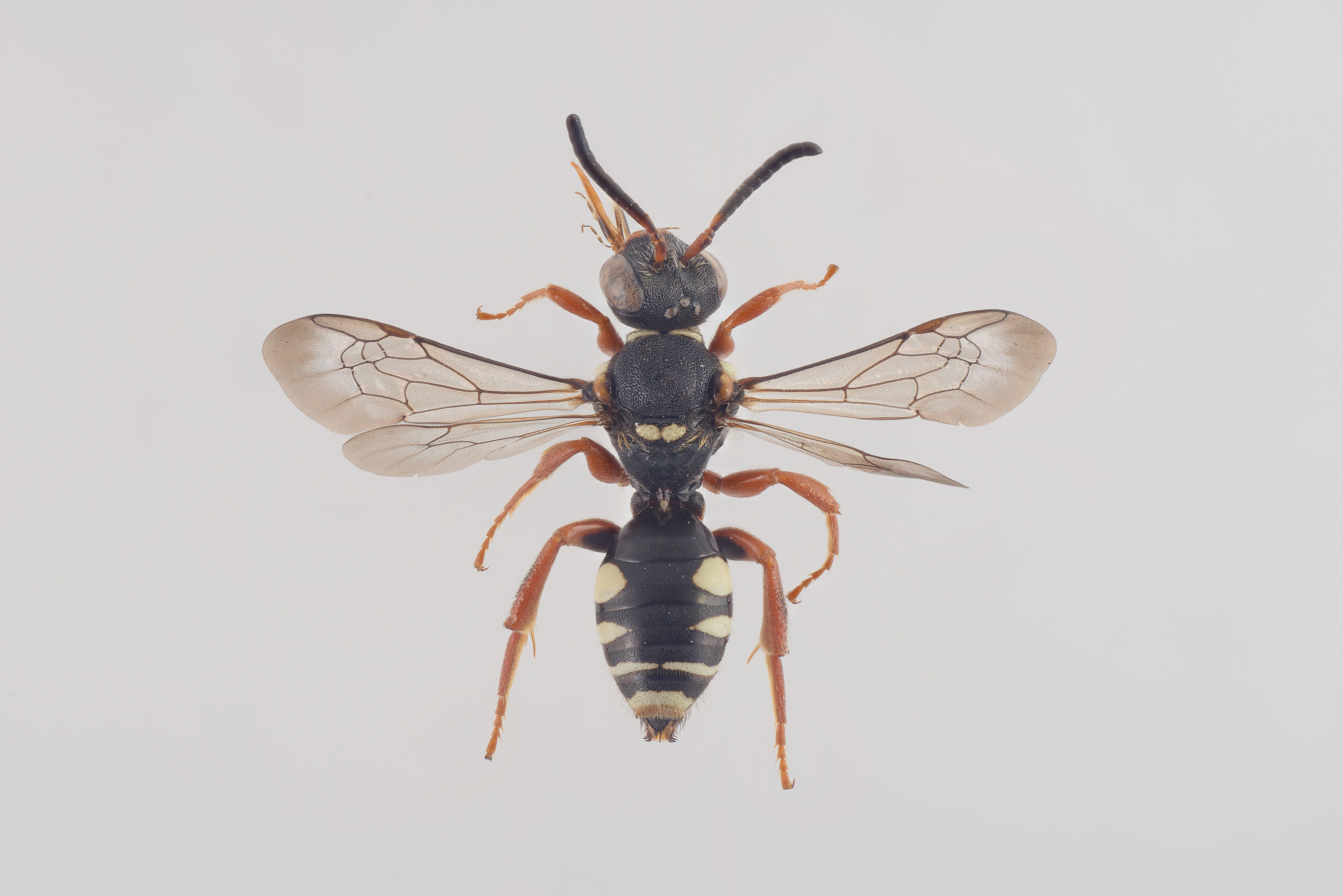 : Nomada rufipes.