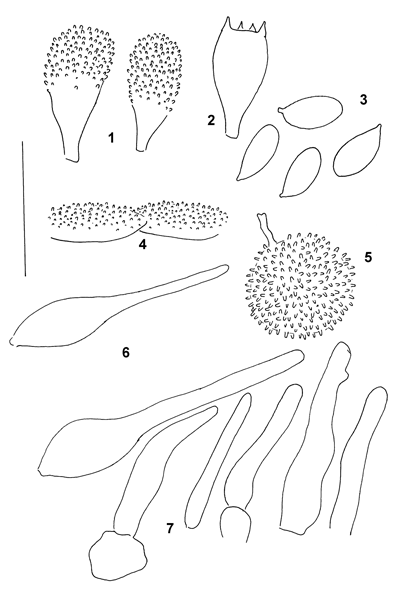 Skivesoppordenen: Mycena nucicola.