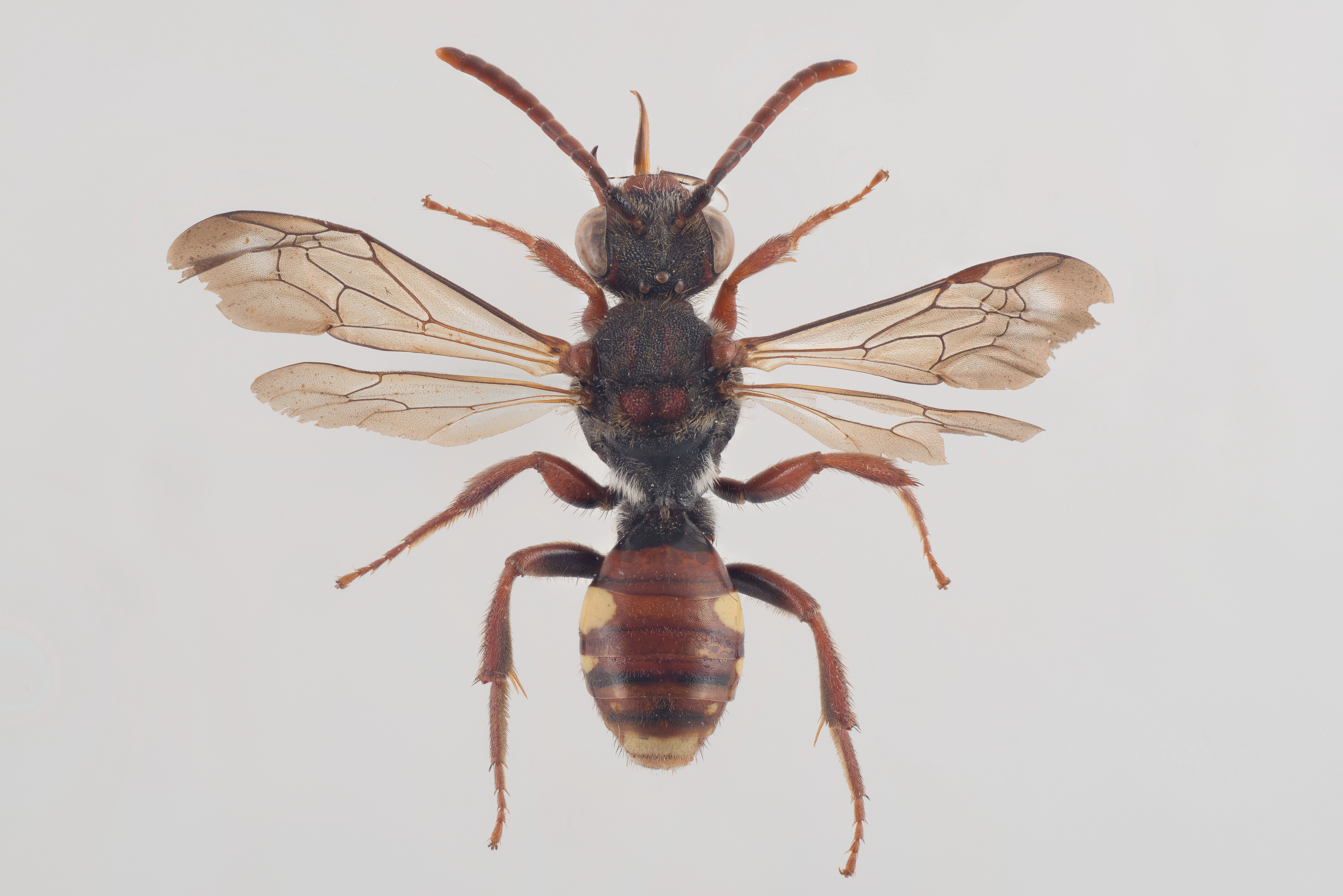 : Nomada villosa.