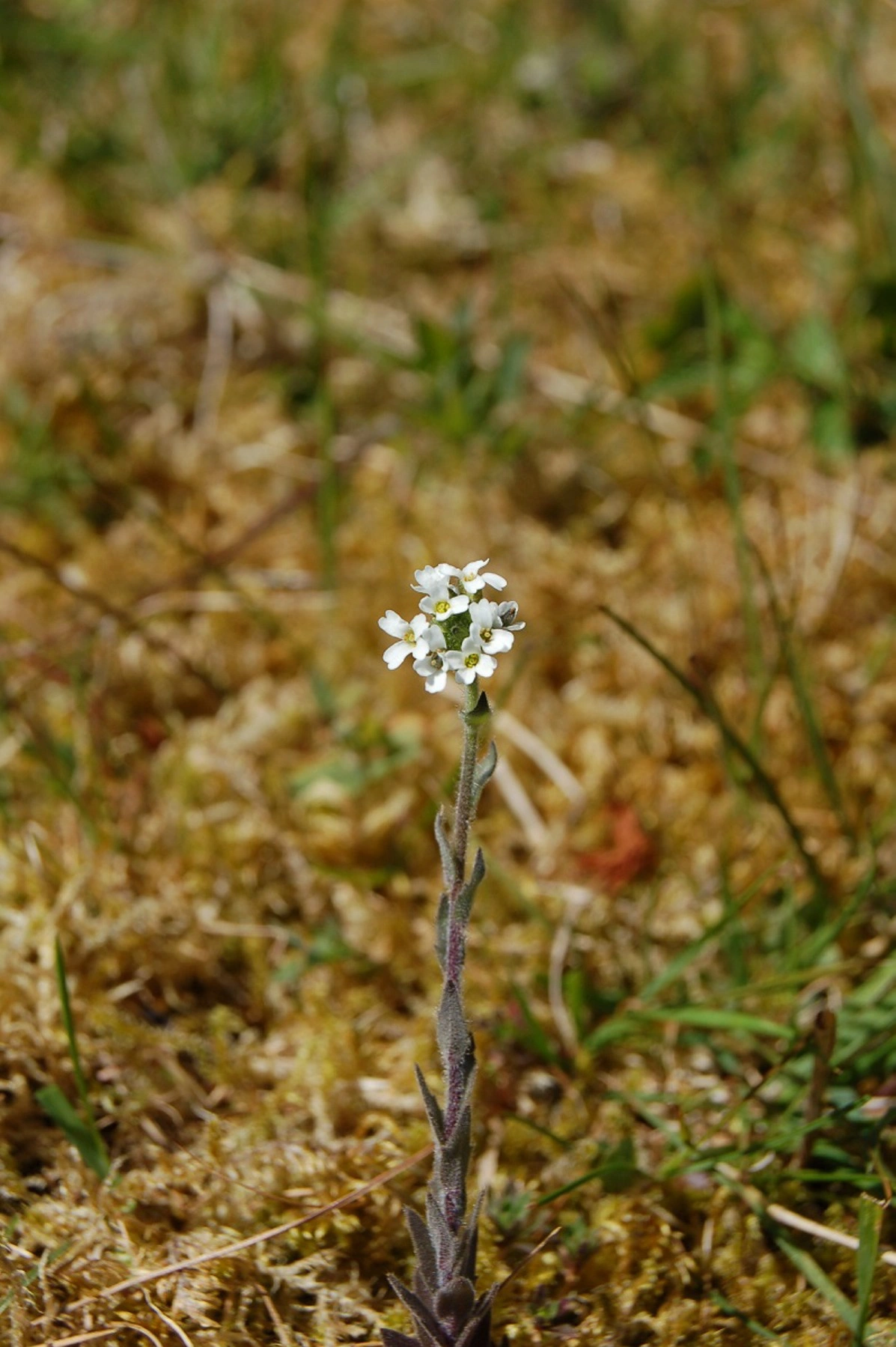 Lodnerublom.