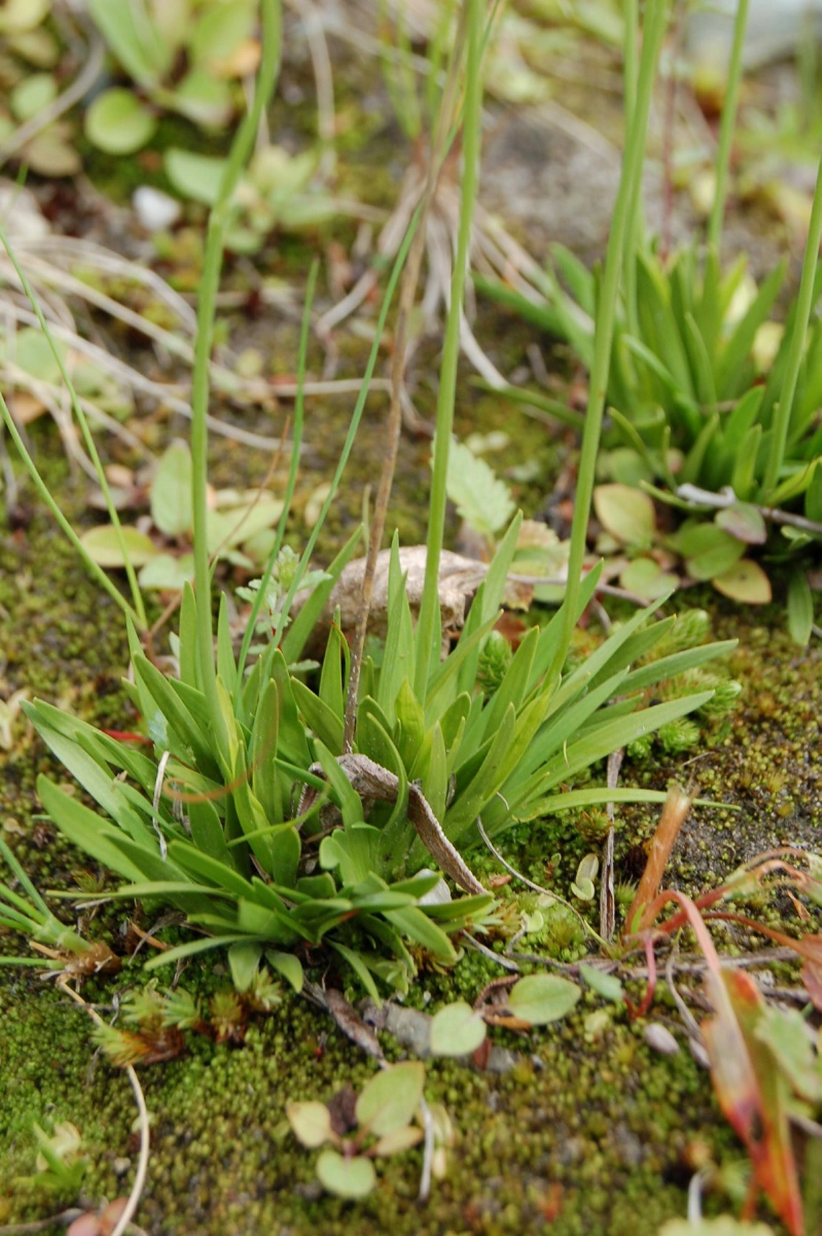 Bjørnebrodd.