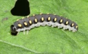 Bladvepser: Tenthredo mandibularis.