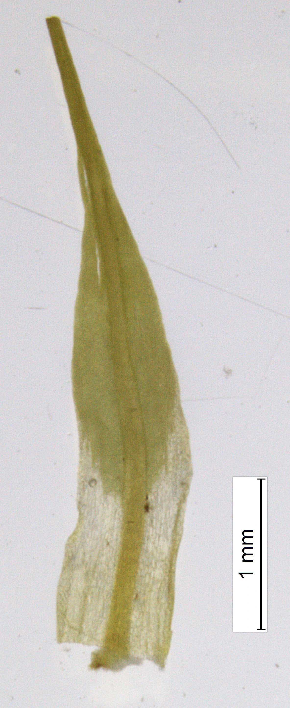 Putevrimose: Tortella tortuosa fragilifolia.