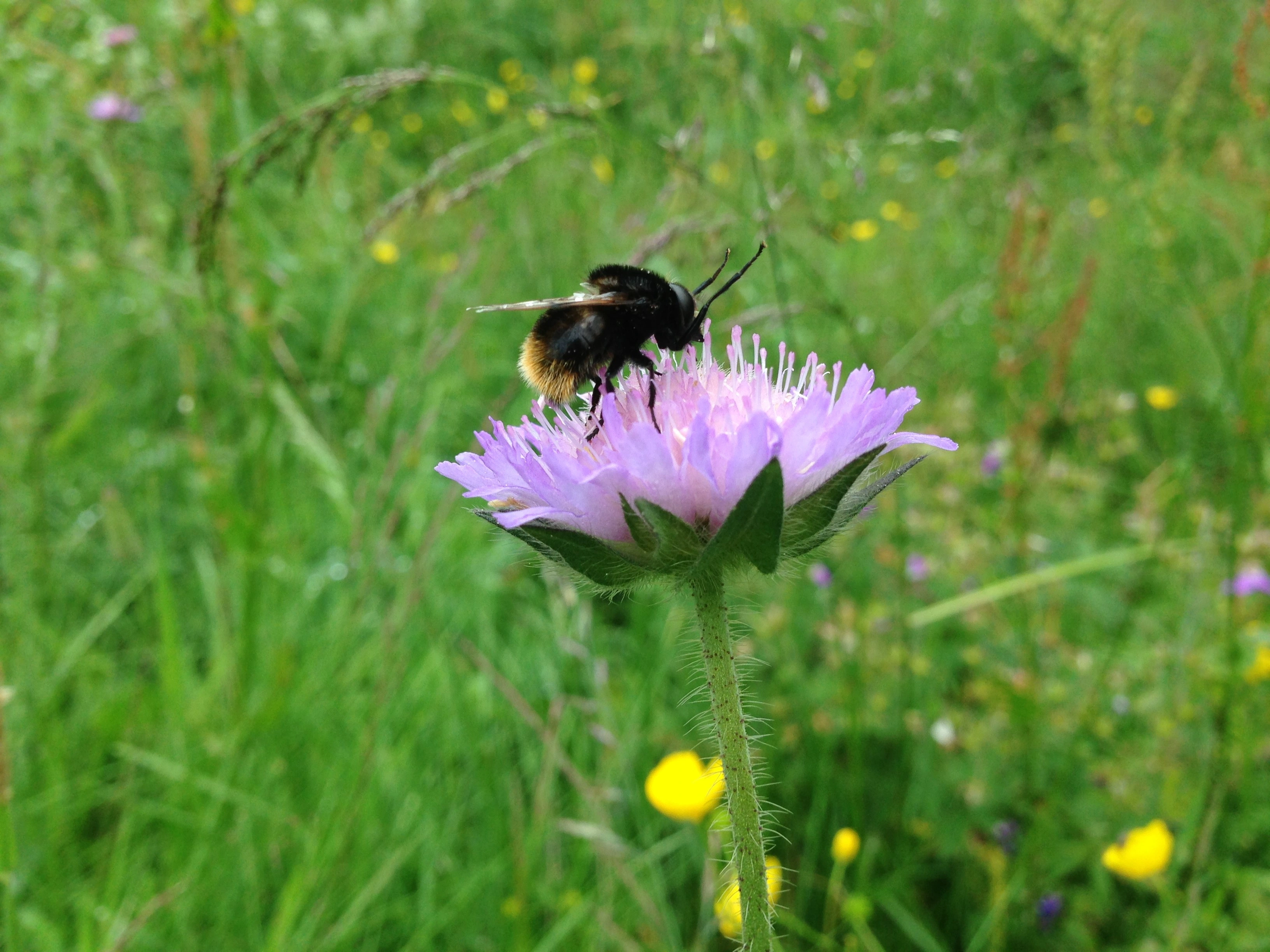 Humleblomsterflue.