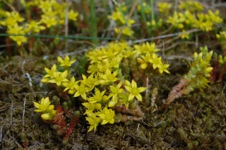 bitterbergknapp