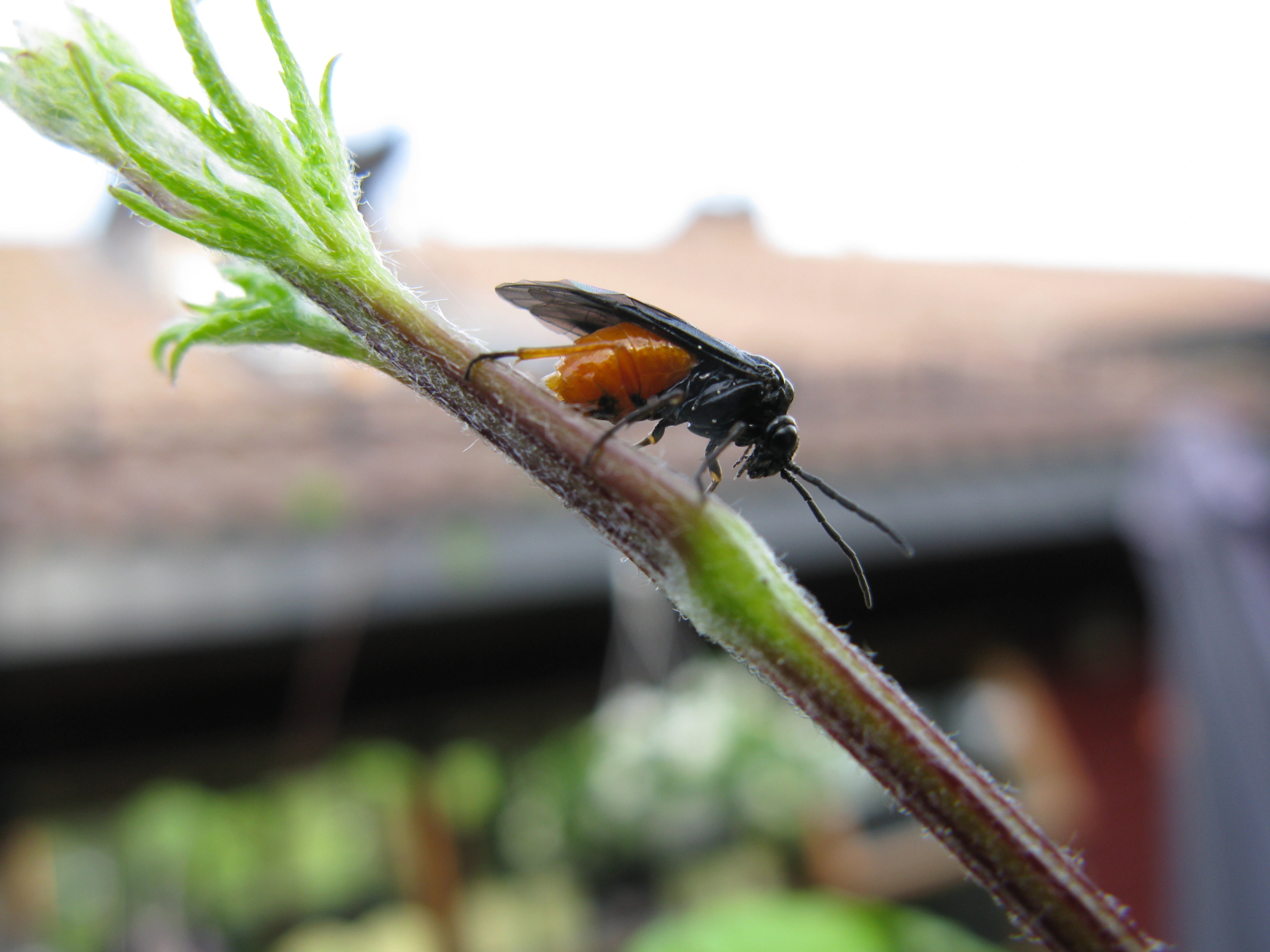 Bladvepser: Eurhadinoceraea ventralis.