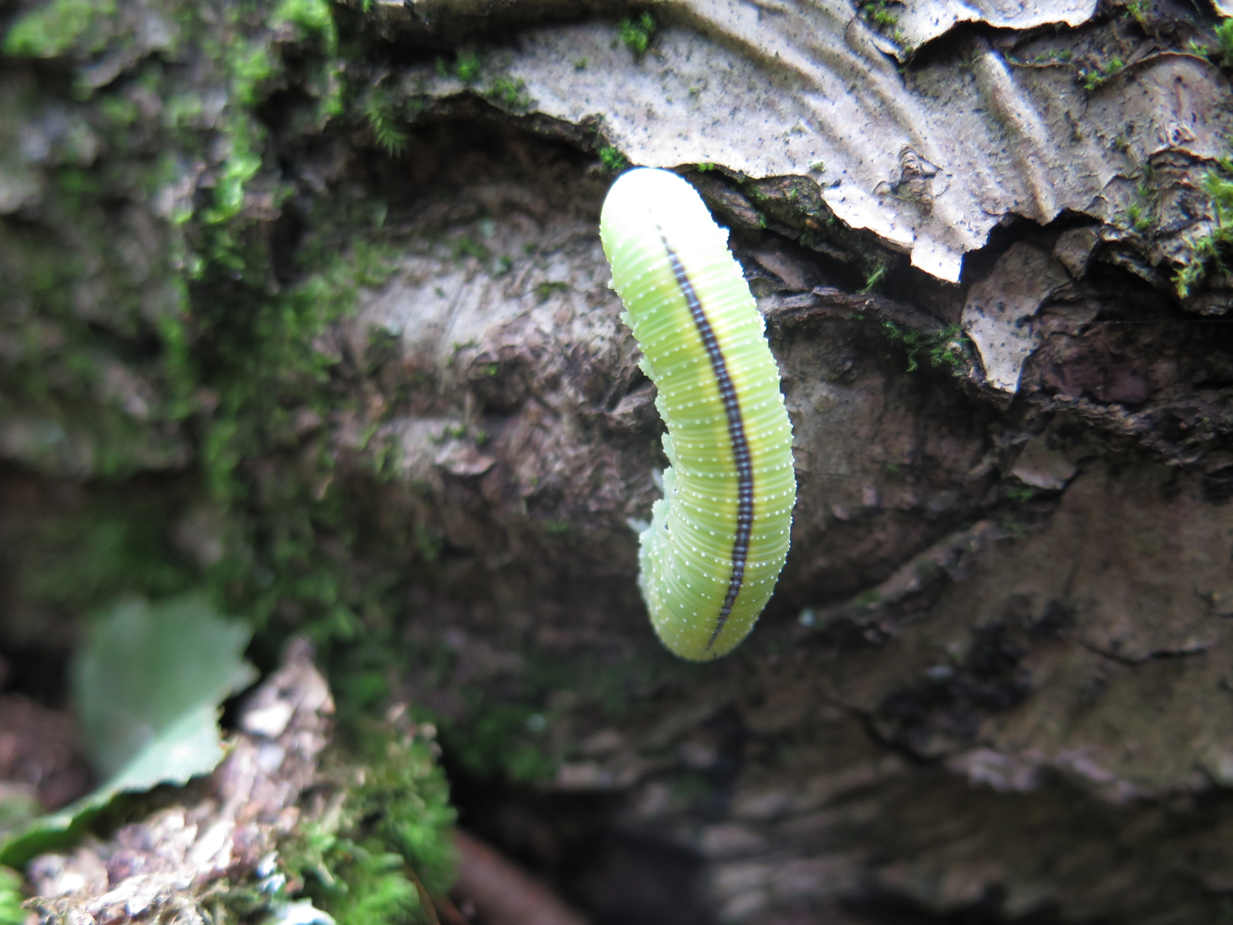 Klubbvepser: Cimbex femoratus.