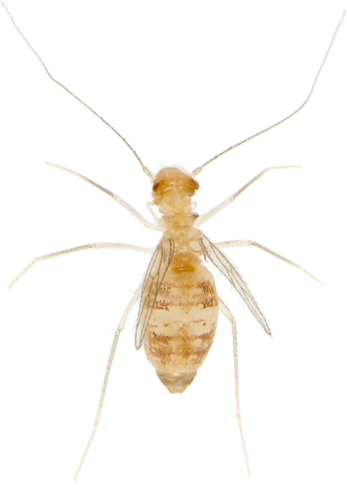 Støvlus: Dorypteryx domestica.