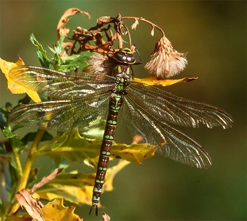 Blågrønnlibelle.