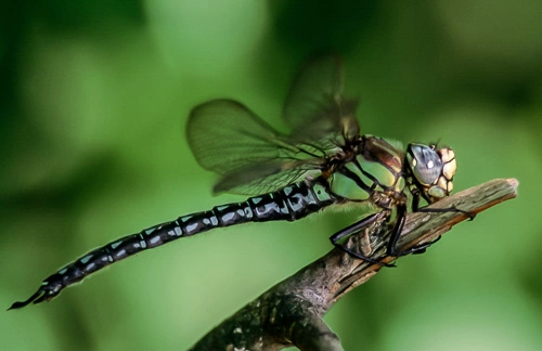 Vårlibelle.