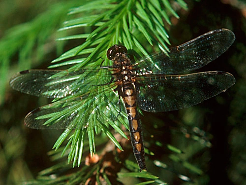 Østtorvlibelle.