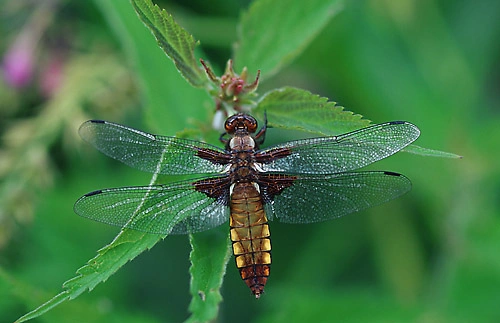 Blåbredlibelle.