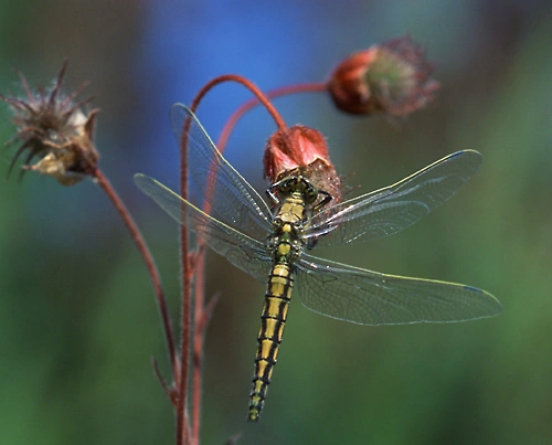 Storblålibelle.