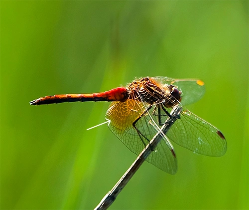 Gulvingehøstlibelle.