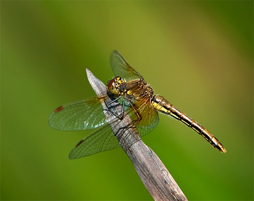 Gulvingehøstlibelle.