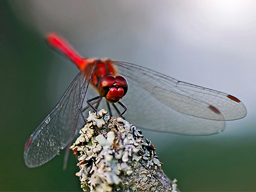 Blodhøstlibelle.