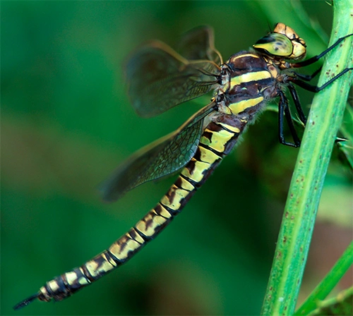 Takrørlibelle.