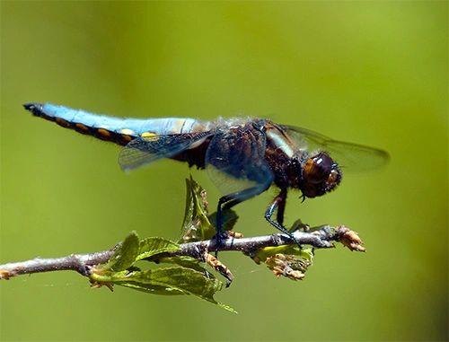 Blåbredlibelle.