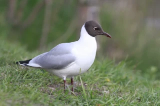 hettemåke