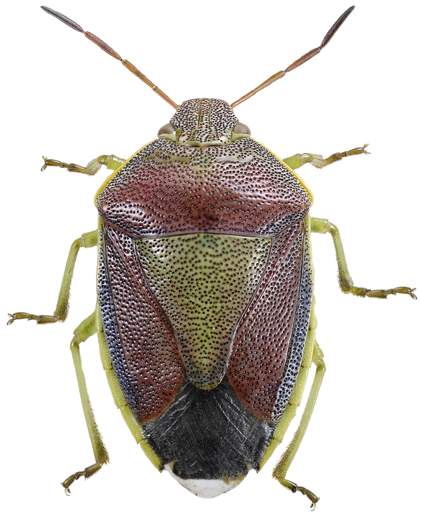 Teger: Piezodorus lituratus.