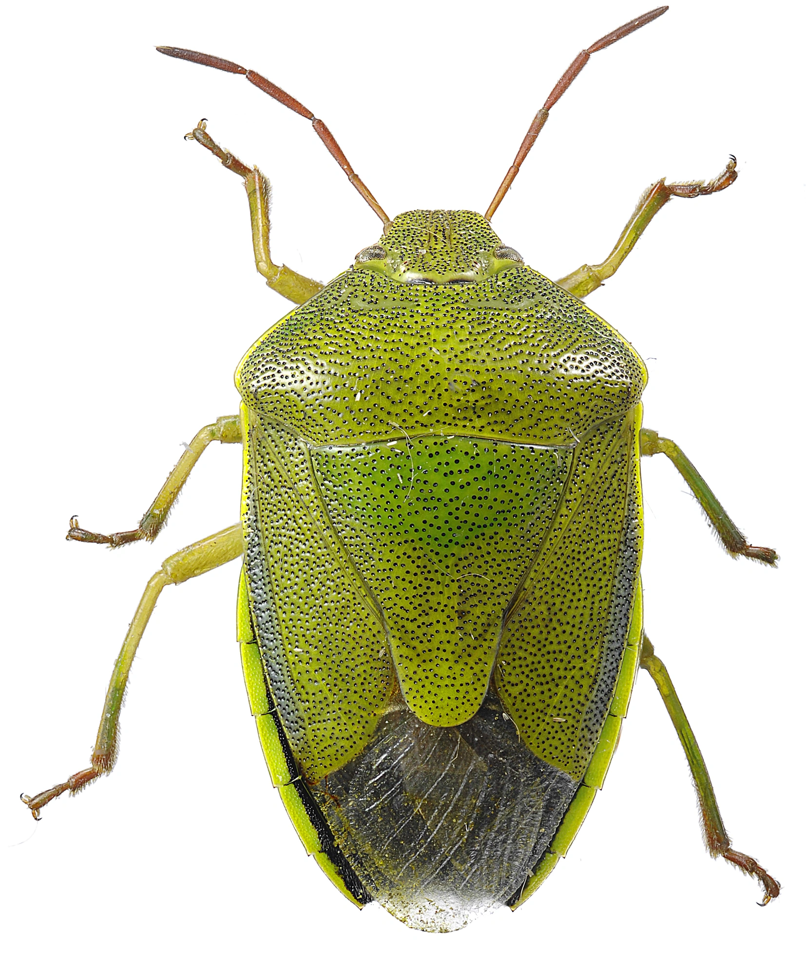 Nebbmunner: Piezodorus lituratus.