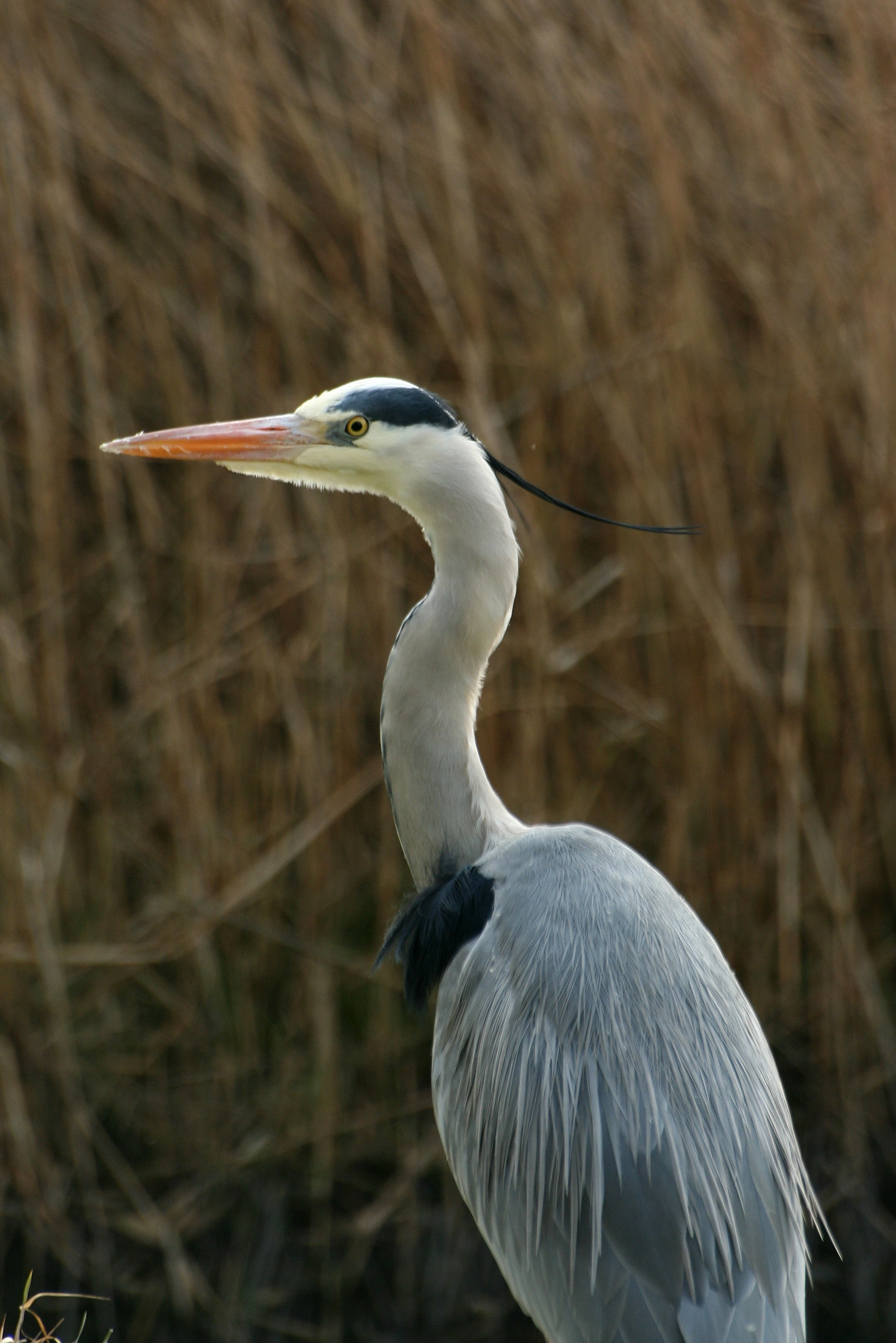 Gråhegre.